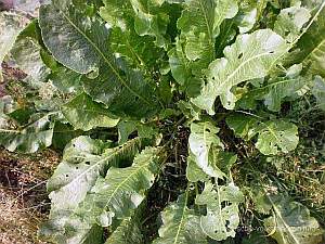 meerrettich, Meerrettich (Armoracia rusticana) &#8211; eine alte Kulturpflanze