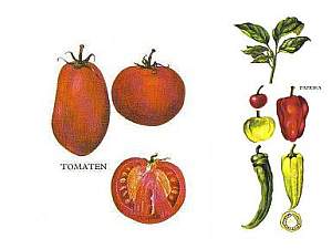 Tomaten und Paprika – einfache Rezepte für die Küche