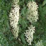 holunder, Schwarzer Holunder (Sambucus nigra) &#8211; eine alte Heilpflanze
