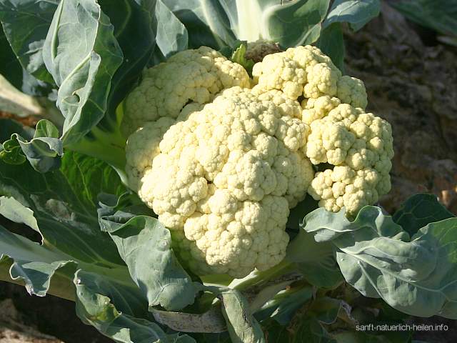 Blumenkohl Karfiol Traubenkohl