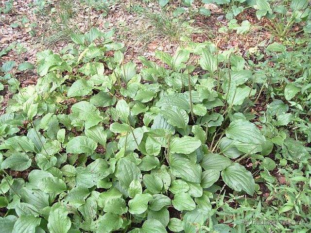 Breitwegerich Wegebreit Ackerkraut