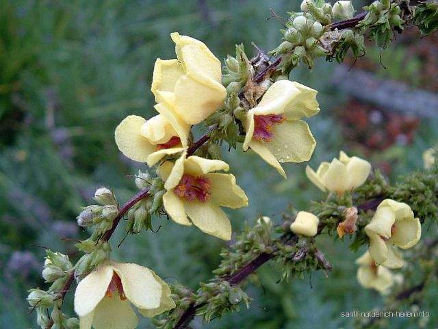 Chaix-Königskerze Königskerze