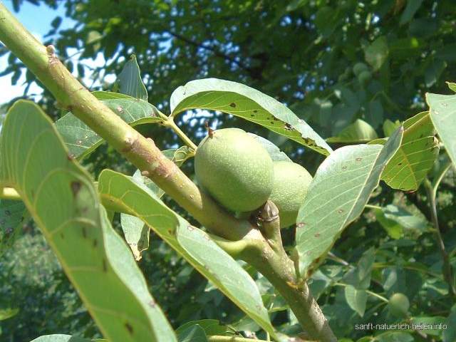 Echte Walnuss Heilpflanze
