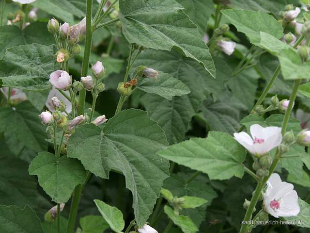 Echter Eibisch Arznei-Eibisch