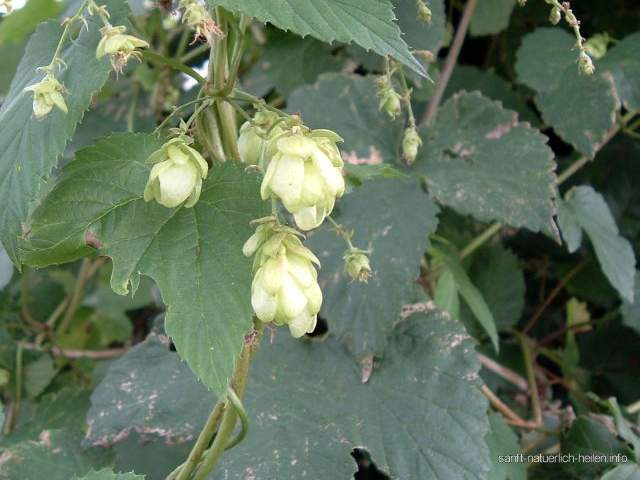 Echter Hopfen Heilpflanze