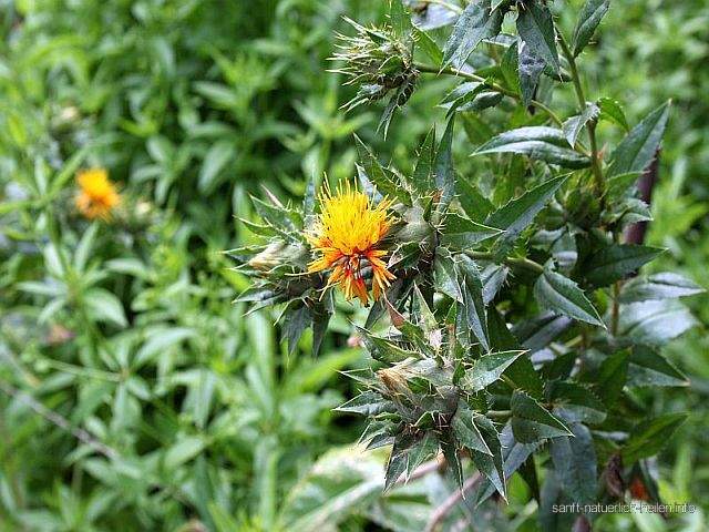 Färberdistel Saflor Öldistel