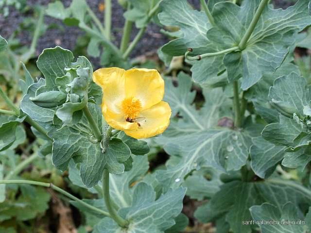 Gelber Hornmohn