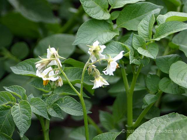 Kartoffel Kulturpflanze
