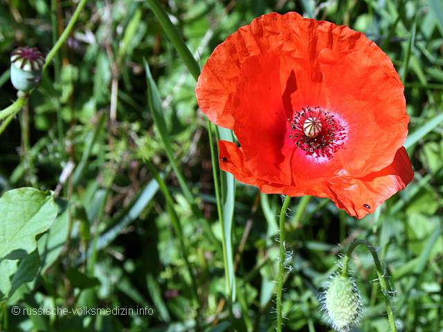 Klatschmohn Mohnblume Klatschrose
