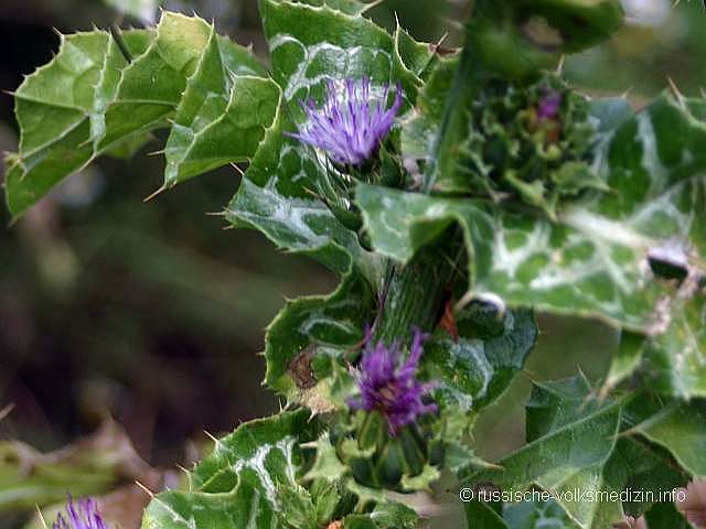 Mariendistel Christi Krone Frauendistel